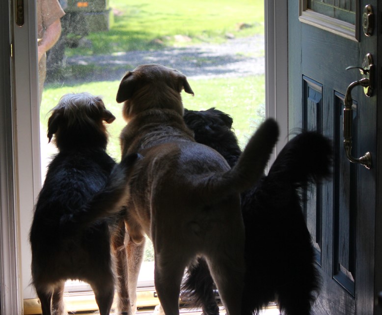 Image of dogs at the door welcoming home their owner by a welcome mat